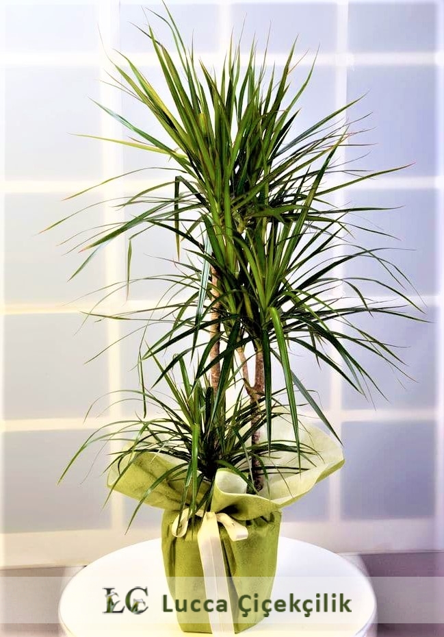 3'LÜ DRACENA MARGİNATA