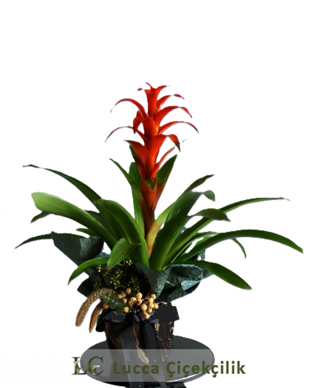  GUZMANİA SAKSI ÇİÇEĞİ