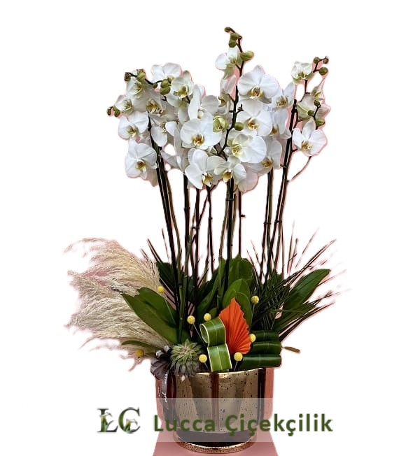 BEYAZ ORKİDE BAHÇESİ