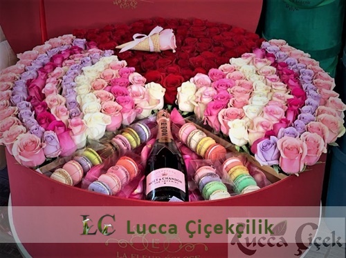 LUCCA PREMIUM KUTU