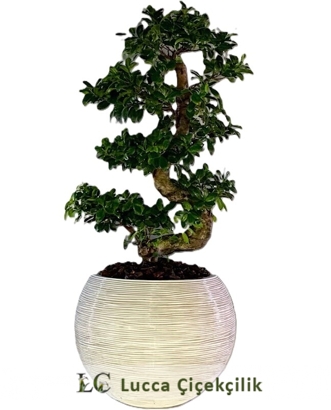 BONZAİ