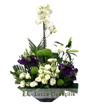 BEYAZ ORKİDE ARANJMANI