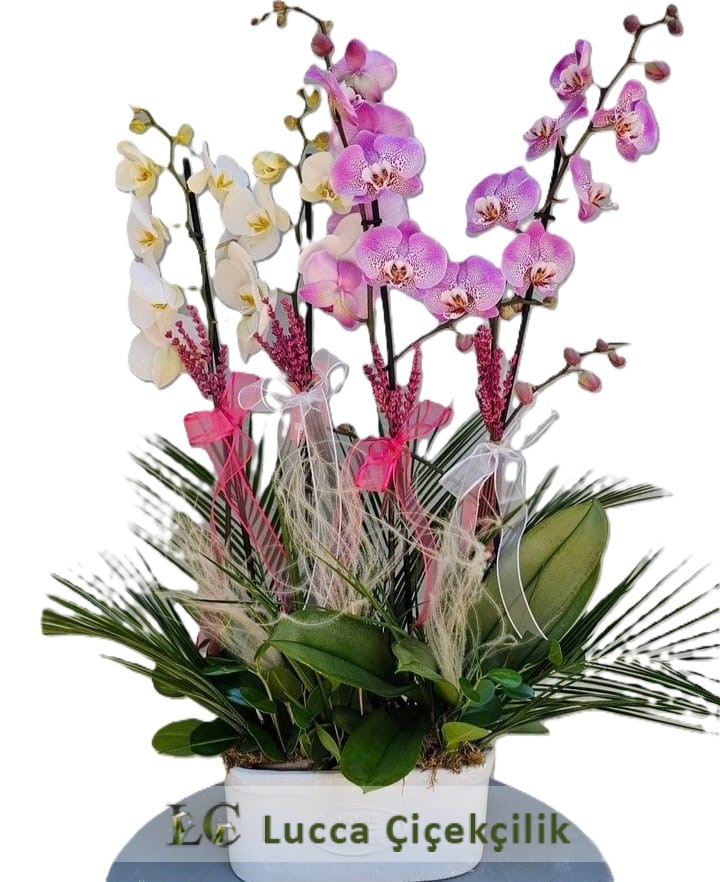 PEMBE ORKİDE BAHÇESİ