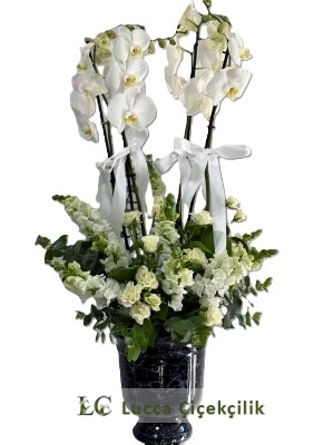 4DAL ORKİDE BAHÇESİ