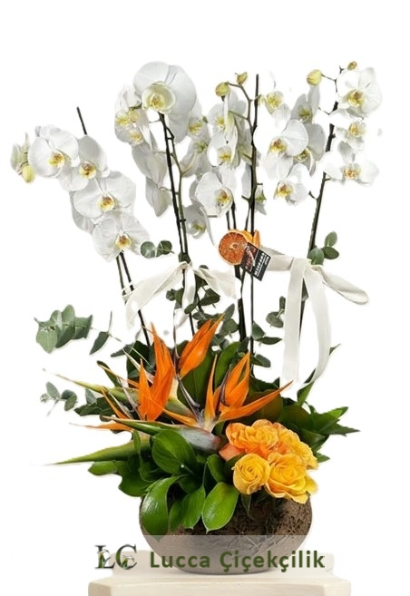 BEYAZ ORKİDE BAHÇESİ