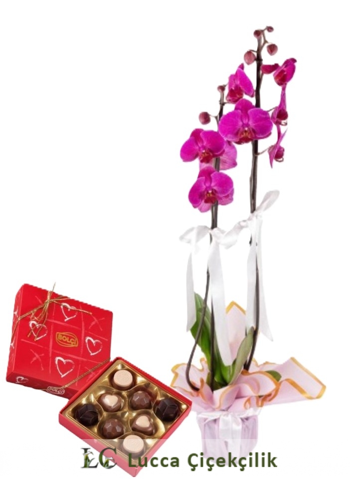 MOR ORKİDE VE ÇİKOLATA