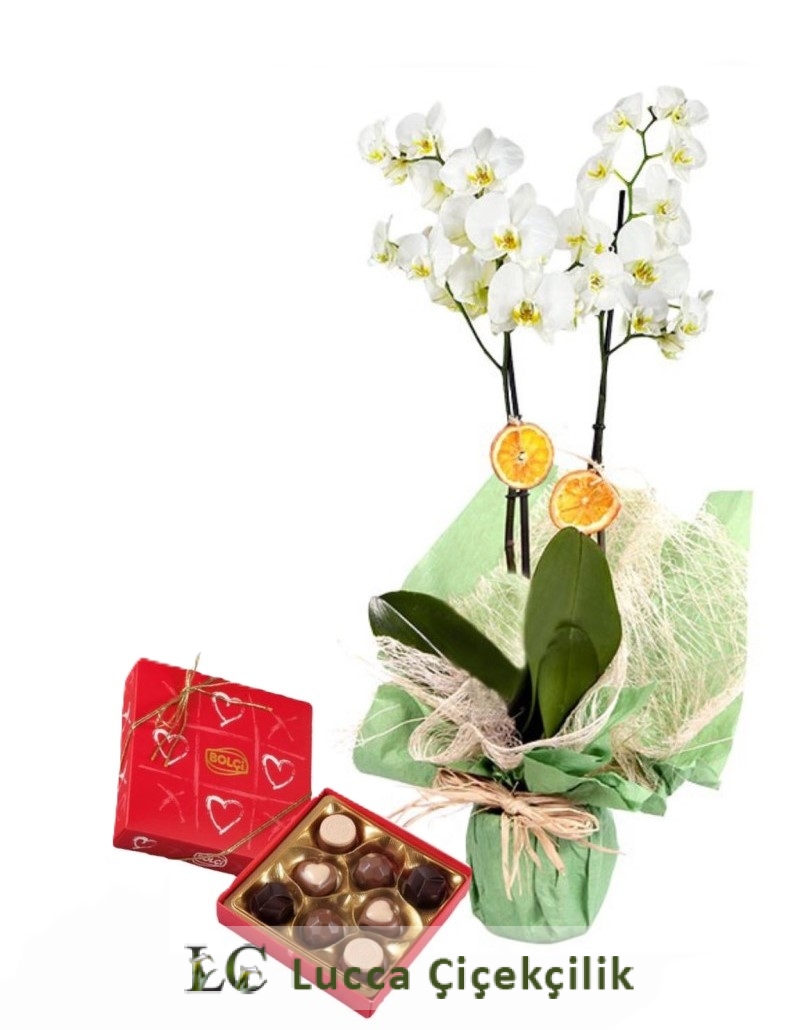 ORKİDE  VE ÇİKOLATA