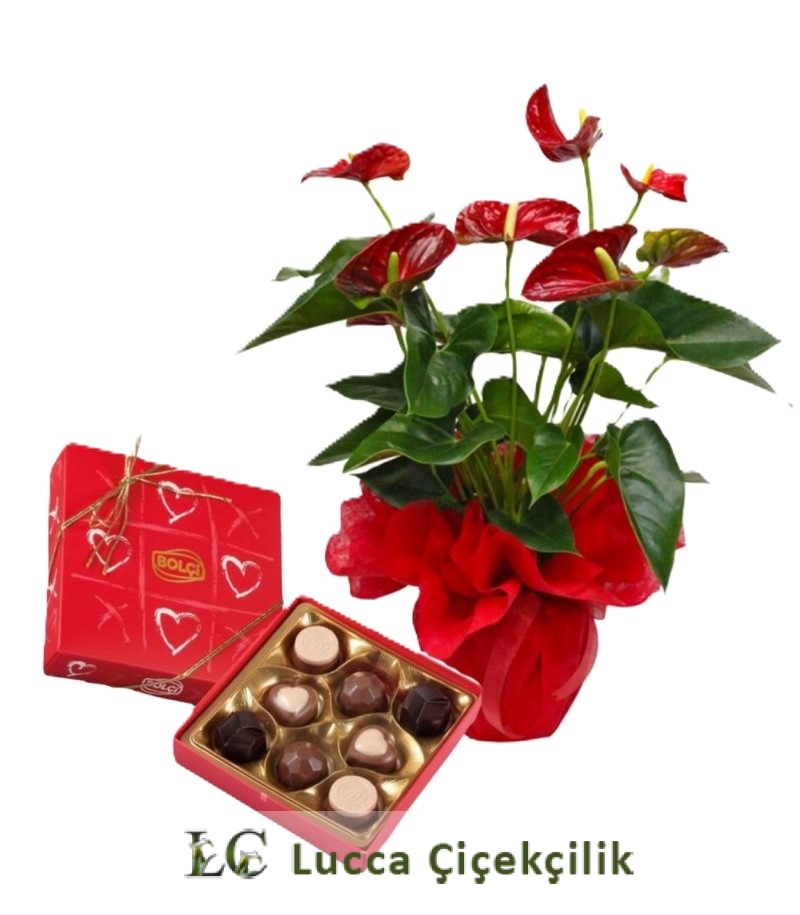 ANTORIUM SAKSI VE ÇİKOLATA