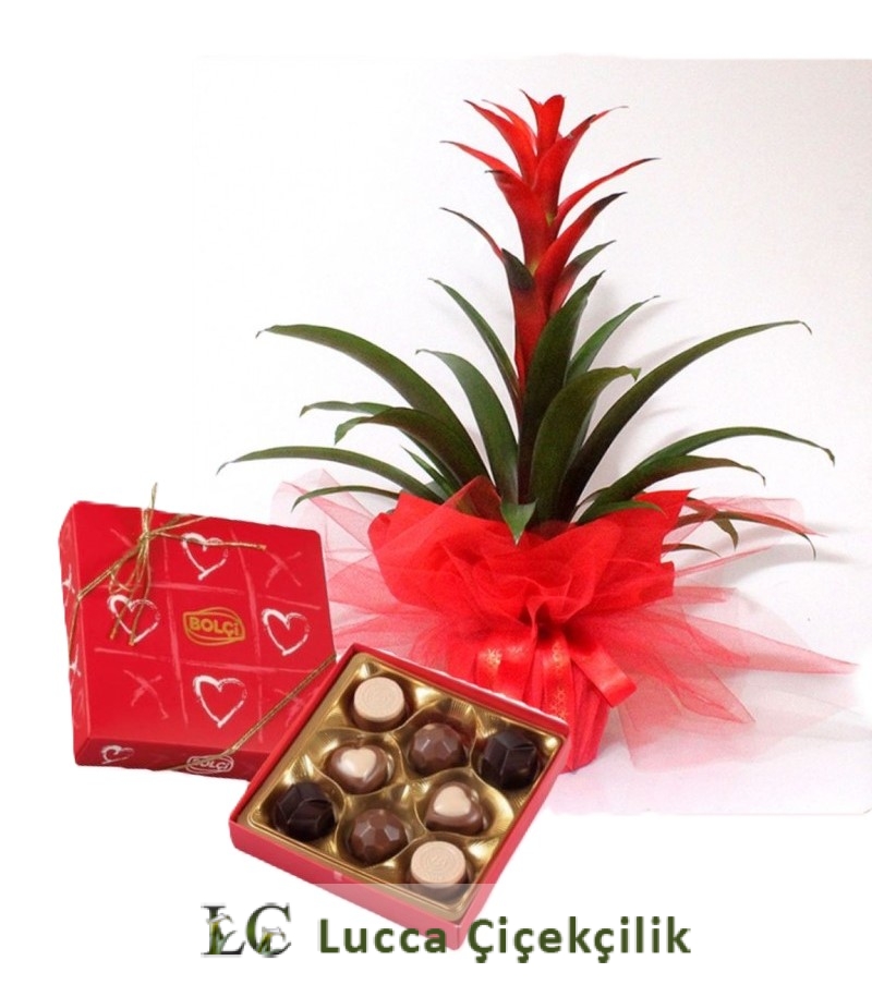 GUZMANYA VE ÇİKOLATA