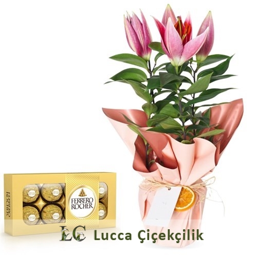 LİLYUM SAKSI VE ÇİKOLATA