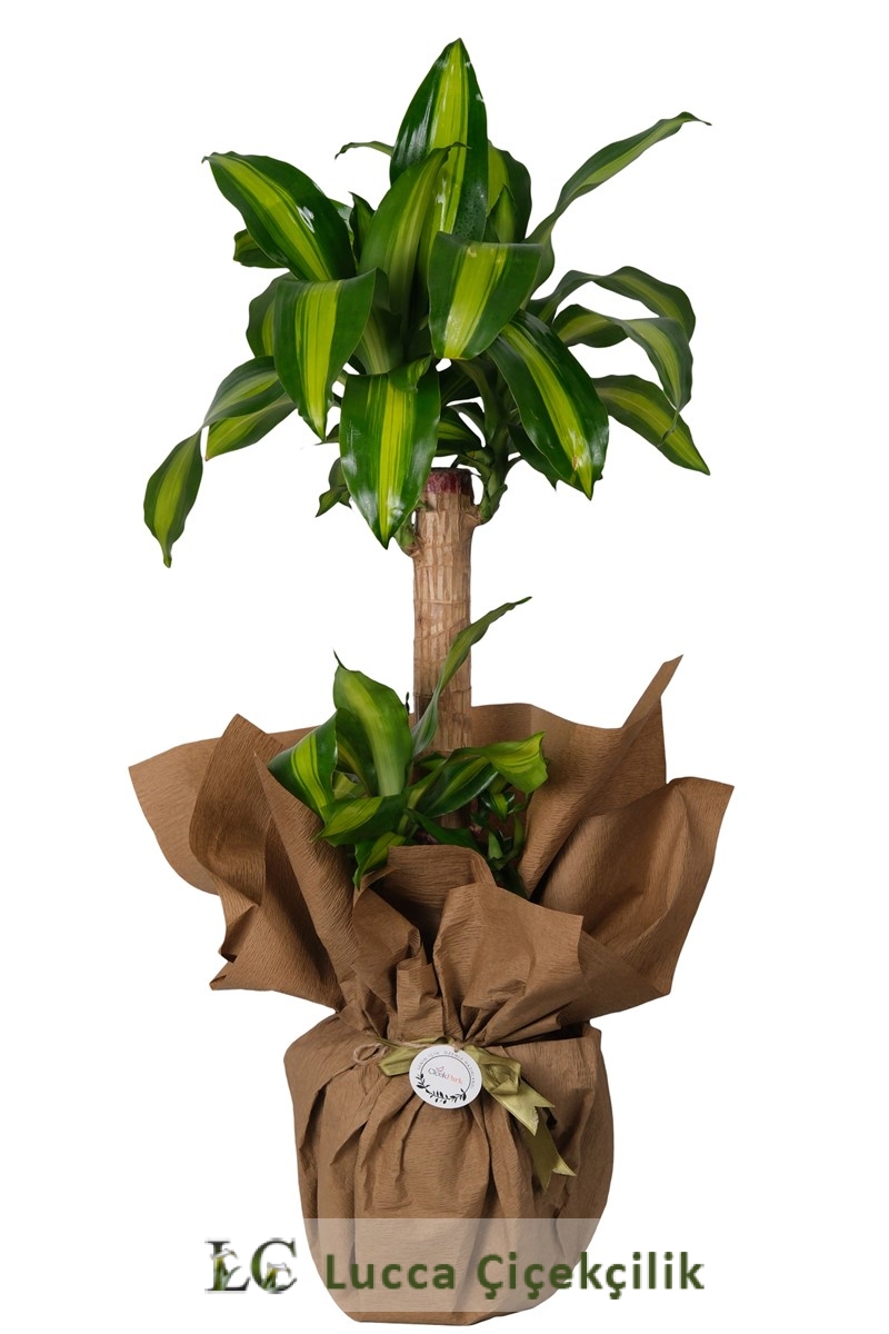 MESSANGENA SAKSI ÇİÇEĞİ