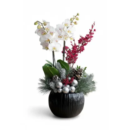 YENİL YIL ORKİDELERİ