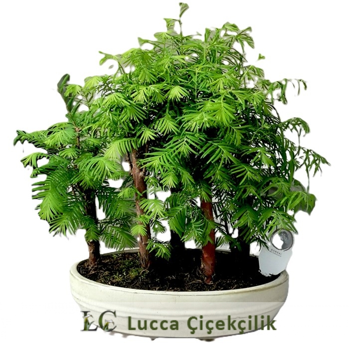 LAREX ORMAN BONSAİ