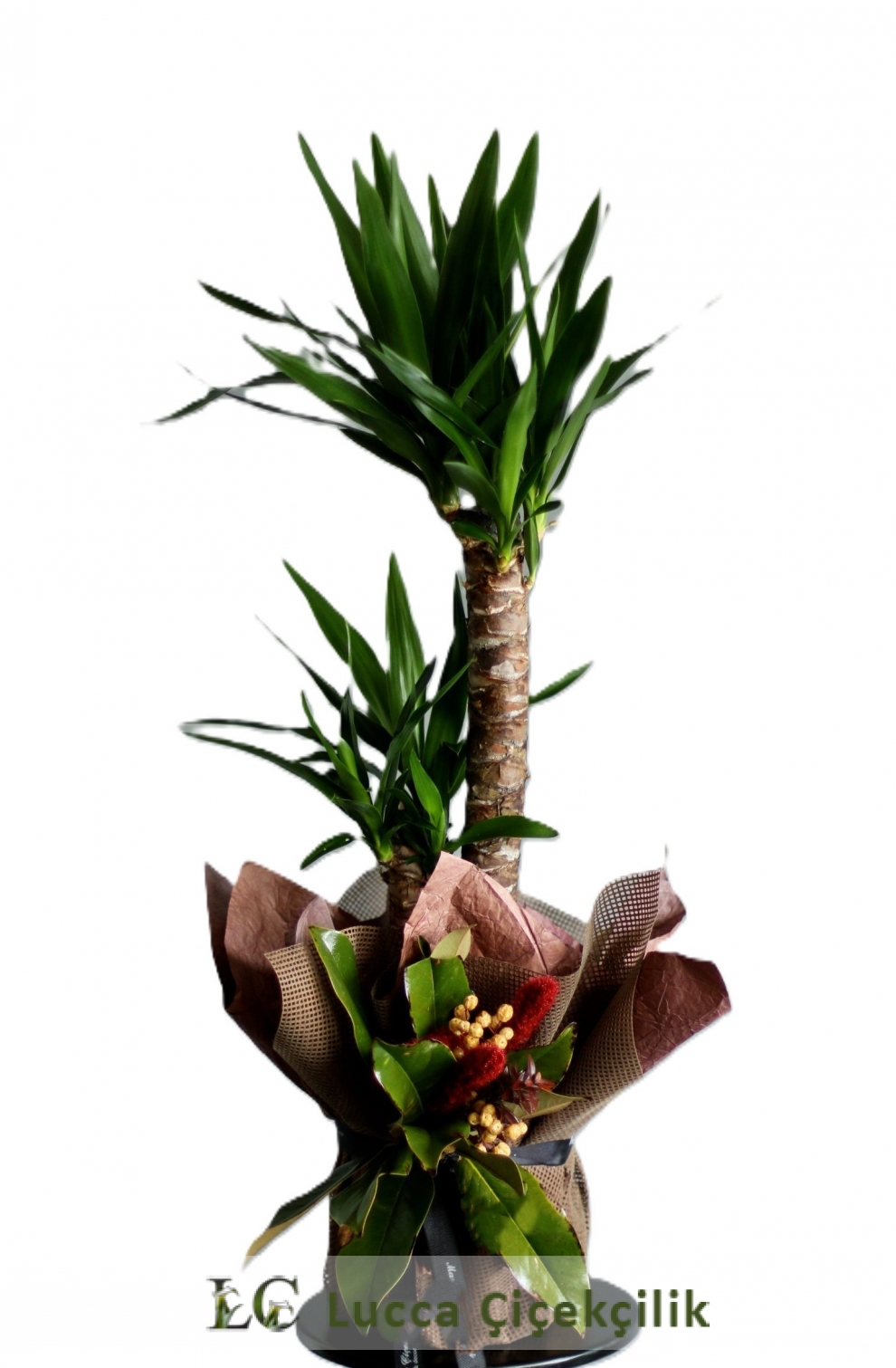 YUKKA SAKSI ÇİÇEĞİ