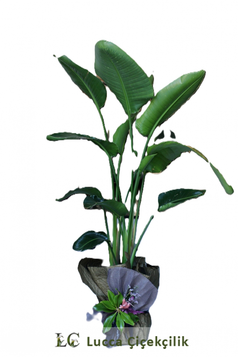 STARLİÇE SAKSI ÇİÇEĞİ