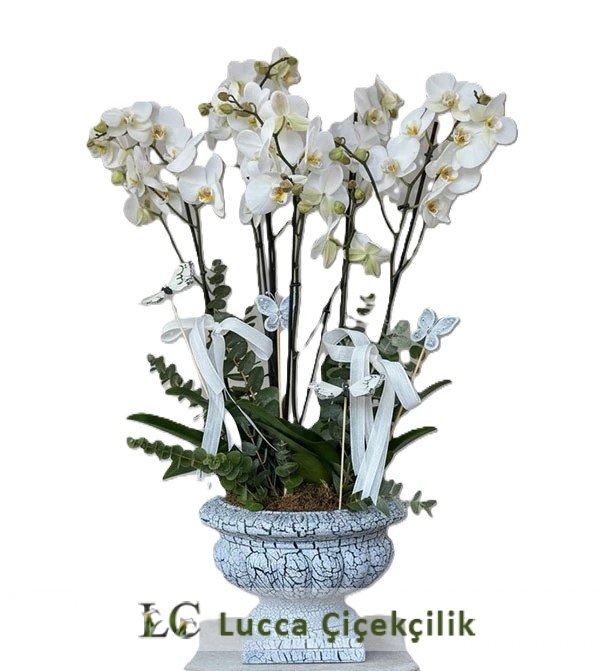 6 DALLI VİP BEYAZ ORKİDE ARANJMANI