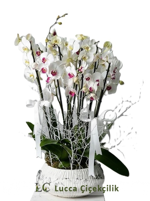 10 DALLI VİP ORKİDE BAHÇESİ