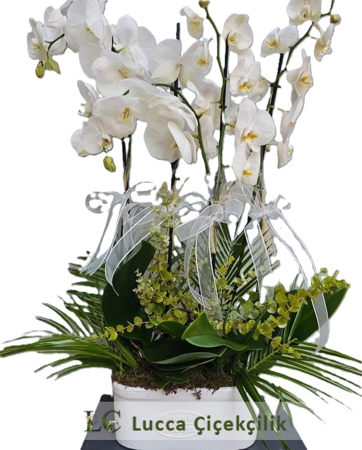 4 DAL BEYAZ ORKİDE