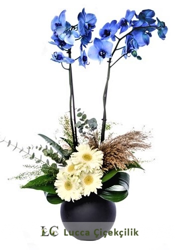 MAVİ ORKİDELİ ARANJMAN