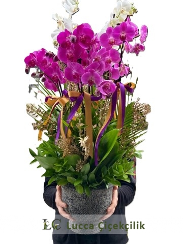 VİP ORKİDE BAHÇESİ