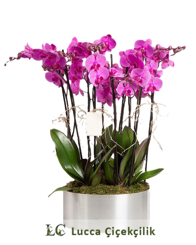 8 DALLI MOR ORKİDE ARANJMANI