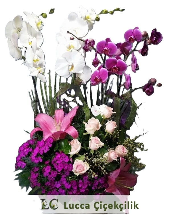 RENKLİ ORKİDE BAHÇESİ