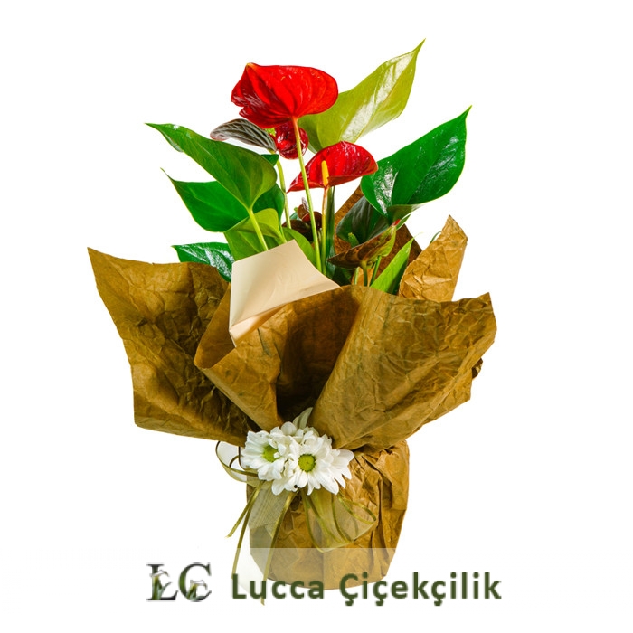 ANTORIUM SAKSI ÇİÇEĞİ