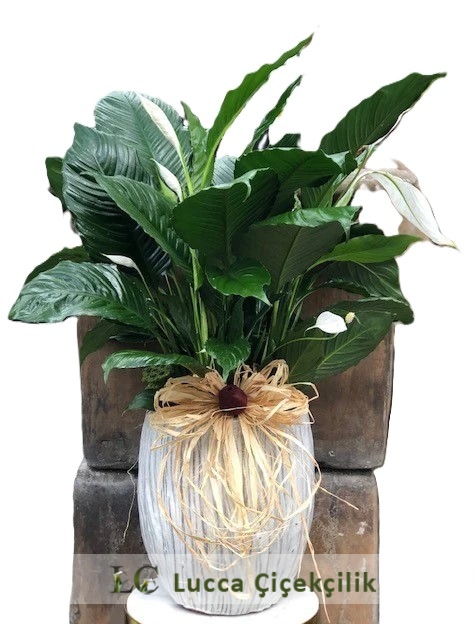 SPATİFİLYUM BARİŞ ÇİÇEĞİ